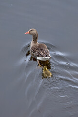 duck with young yellow-brown duckling swim on the water