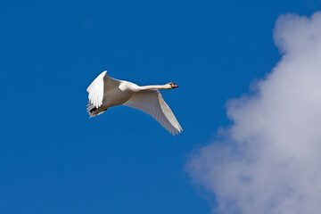 close-up of a white swan impressive in its grandeur with water droplets on feathers in the rays of the day sun flying in a bright blue sky with one white cloud in springtime