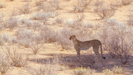 Cheetah standing in tree shadow in Kgalagadi transfrontier park, South Africa; Specie Acinonyx jubatus family of Felidae