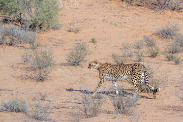 Cheetah in Kgalagadi transfrontier park, South Africa; Specie Acinonyx jubatus family of Felidae