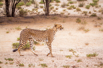 Naklejka na ściany i meble Cheetah walking in arid land in Kgalagadi transfrontier park, South Africa ; Specie Acinonyx jubatus family of Felidae