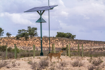 Cheetah in front of solar panel in Kgalagadi transfrontier park, South Africa ; Specie Acinonyx...