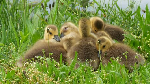 Little goslings go to sleep and move funny and cuddle together in the green grass. Canada geese