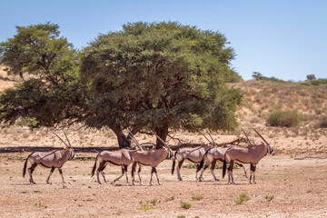 Small group of South African Oryx in desert scenery in Kgalagadi transfrontier park, South Africa;...