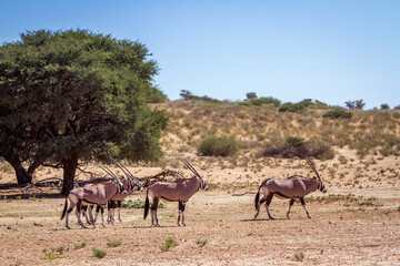 Small group of South African Oryx in desert scenery in Kgalagadi transfrontier park, South Africa; specie Oryx gazella family of Bovidae