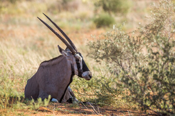 South African Oryx lying down in shadow in Kgalagadi transfrontier park, South Africa; specie Oryx...