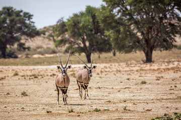 Naklejka na ściany i meble Two South African Oryx walking front view in dry land in Kgalagadi transfrontier park, South Africa; specie Oryx gazella family of Bovidae