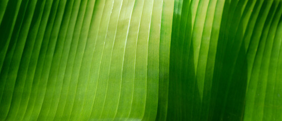 Tropical greenery botanical background. Macro surface of palm leaf with striped rippled pattern.Emerald green color. Selectiv focus