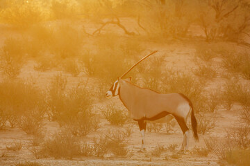 South African Oryx walking at sunset in Kgalagadi transfrontier park, South Africa; specie Oryx...