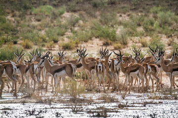 Springbok herd under rain in Kgalagari transfrontier park, South Africa ; specie Antidorcas marsupialis family of Bovidae