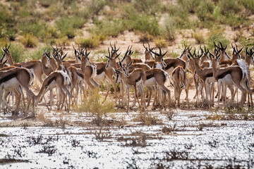 Springbok herd under rain in Kgalagari transfrontier park, South Africa ; specie Antidorcas marsupialis family of Bovidae