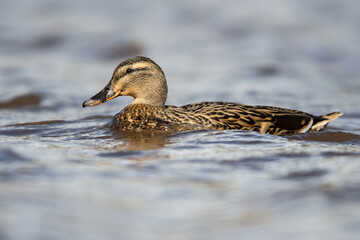 Female of Mallard Duck, Mallard, Anas platyrhynchos