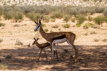 Springbok female with cub in Kgalagari transfrontier park, South Africa ; specie Antidorcas marsupialis family of Bovidae