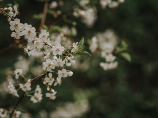 Spring white flowers on a branch close-up. Primroses on a dark background. Atmospheric photo with tree branches