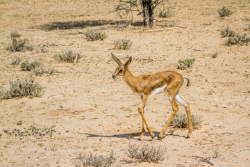 Springbok calf waking in dry land in Kgalagari transfrontier park, South Africa ; specie Antidorcas marsupialis family of Bovidae