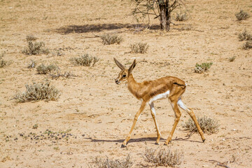 Springbok calf waking in dry land in Kgalagari transfrontier park, South Africa ; specie Antidorcas marsupialis family of Bovidae