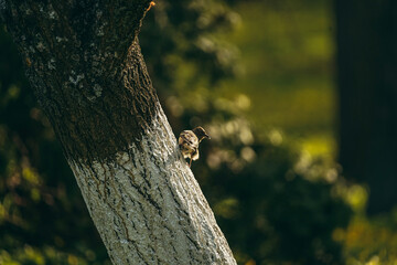 squirrel on a tree