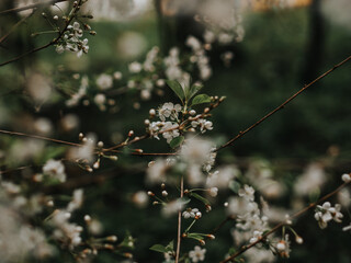 Spring white flowers on a branch close-up. Primroses on a dark background. Atmospheric photo with tree branches