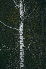 Fototapeta premium trees in the forest
