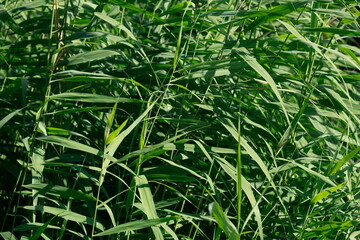 Schilfgras, Deutschland, Europa