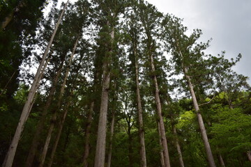日本　群馬　八ッ場ダムの傍　猿橋　5月の風景