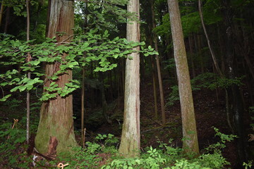 日本　群馬　八ッ場ダムの傍　猿橋　5月の風景