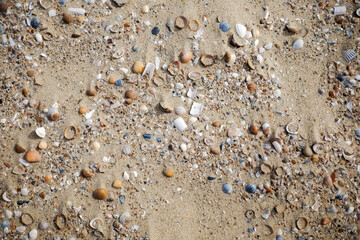 Muscheln im Sand