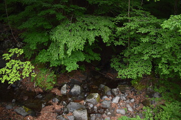 Fototapeta premium 日本 群馬 八ッ場ダムの傍 猿橋 5月の風景