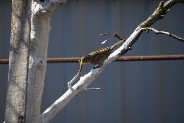 barbed wire fence