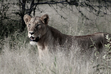 Lions of the Sabie Sands