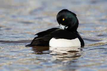 Male of Tufted duck, Aythya fuligula