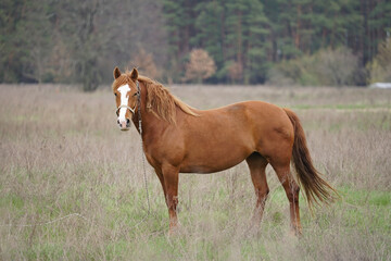 Fototapeta premium horse and foal