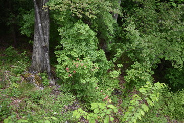 Fototapeta premium 日本 群馬 八ッ場ダムの傍 猿橋 5月の風景