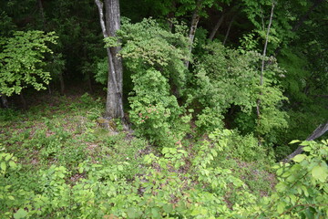 日本　群馬　八ッ場ダムの傍　猿橋　5月の風景