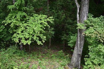 日本　群馬　八ッ場ダムの傍　猿橋　5月の風景