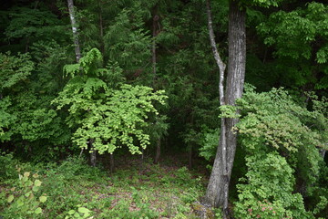 日本　群馬　八ッ場ダムの傍　猿橋　5月の風景