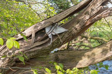 Zu Corona Zeiten findet man sehr viele gebrauchte MNS Masken in der schönen Natur - schade für die Umwelt
