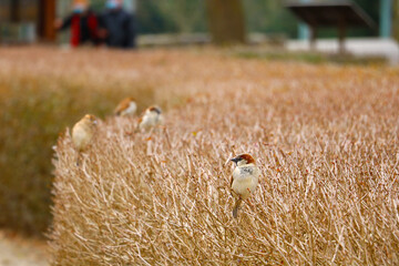 Close-up of a sparrow that sits on a branch.