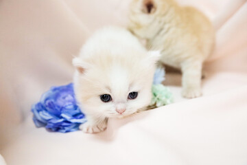 little kitten