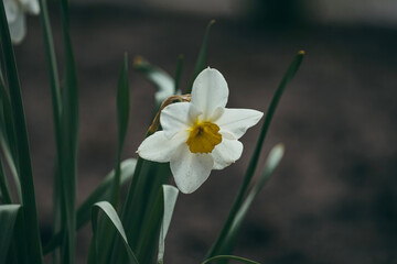 Fototapeta premium daffodils in spring