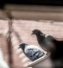 two pigeon birds perched on the tile roof, the challenge of natural life in the city.