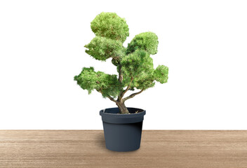 Beautiful bonsai tree in pot on wooden table against white background