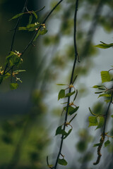 leaves on a branch