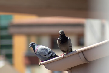 two pigeon birds perched on the tile roof, the challenge of natural life in the city.