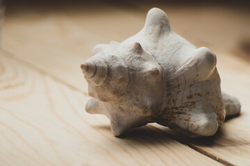 One seashell, fibonacci golden ratio on natural wooden table. macro
