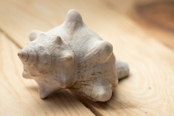 One seashell, fibonacci golden ratio on natural wooden table. macro