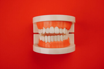 Model of jaw isolated on red. Dental care concept