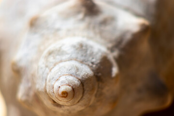One seashell, fibonacci golden ratio on natural wooden table. macro