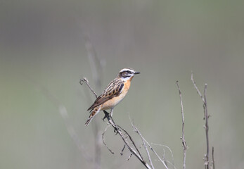 Male The whinchat (Saxicola rubetra) close-up sits on a thin branch on a beautiful blurred background