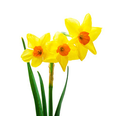 Spring floral border, beautiful fresh daffodils flowers, isolated on white background. Selective focus